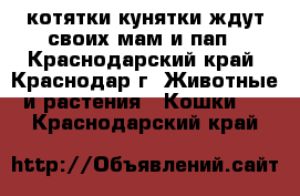 котятки-кунятки ждут своих мам и пап - Краснодарский край, Краснодар г. Животные и растения » Кошки   . Краснодарский край